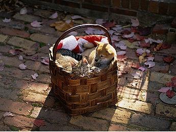 《明末：渊虚之羽》4K DLSS4对比视频 更爽快体验